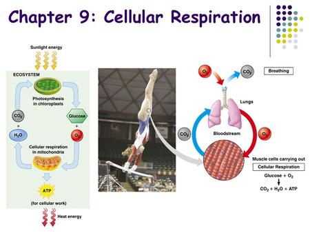 Chapter 9: Cellular Respiration