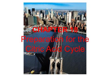 Preparation for the Citric Acid Cycle