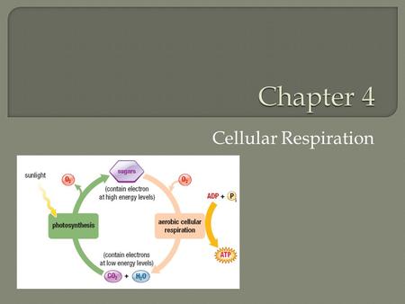 Cellular Respiration.  To get a better understanding of how cellular respiration takes place in our bodies at a cellular level please take the time to.