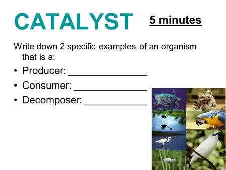 CATALYST 5 minutes Producer: ______________ Consumer: _____________