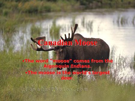 Canadian Moose The word moose comes from the Algonquin Indians.