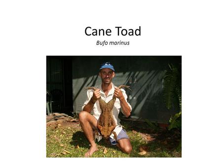 Cane Toad Bufo marinus. Cane toad Central and South America Non-selective predator 8,000-25,000 Wide native range Toxic.