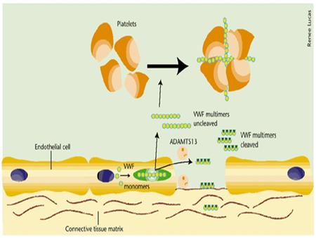 ASPIRIN ↓ Cox inhibition ↓ (PROSTACYCLIN) PGI 2 & TXA 2 (THROMBOXANE) LOW DOSE ASPIRIN.