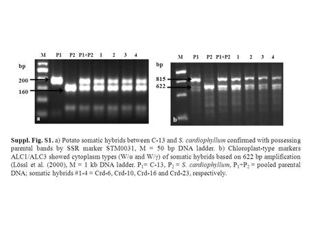 Suppl. Fig. S1. a) Potato somatic hybrids between C-13 and S. cardiophyllum confirmed with possessing parental bands by SSR marker STM0031, M = 50 bp DNA.