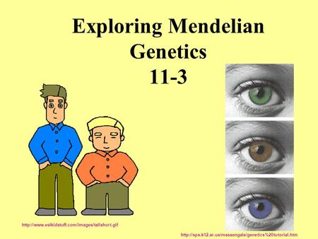 Exploring Mendelian Genetics 11-3