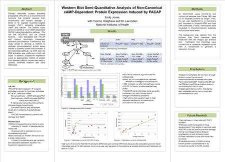 Background Western Blot Semi-Quantitative Analysis of Non-Canonical cAMP-Dependent Protein Expression Induced by PACAP Emily Jones with Yvonne Holighaus.