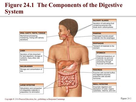 Figure 24.1 The Components of the Digestive System