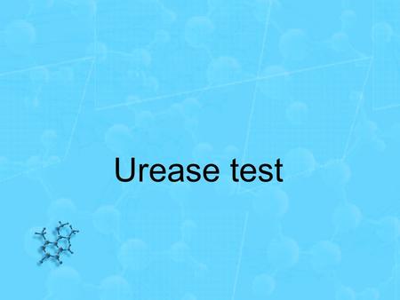 Urease test.