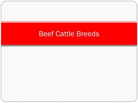 Beef Cattle Breeds. Beef cattle breeds are animals that are well-muscled, because muscle is beef. And Beef is what we eat. Beef breeds commonly found.