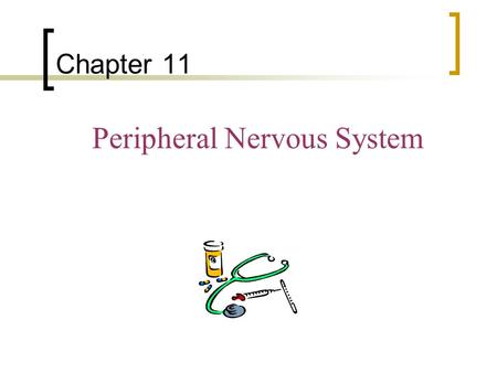 Chapter 11 Peripheral Nervous System. Peripheral Nervous SystemOutline Introductory Comments 1. Autonomic Nervous System  Parasympathetic versus sympathetic.