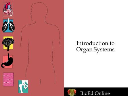 BioEd Online Introduction to Organ Systems. www.BioEdOnline.org BioEd Online Organ Systems Cardiovascular Respiratory Nervous Digestive Muscular Skeletal.