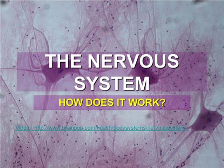 THE NERVOUS SYSTEM HOW DOES IT WORK? Video: