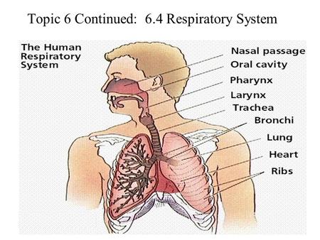 Topic 6 Continued: 6.4 Respiratory System