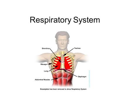 Respiratory System.