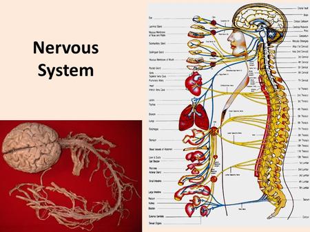 Nervous System. Functions of Nervous System The nervous system is the major controlling, regulatory, and communicating system in the body. It is the center.