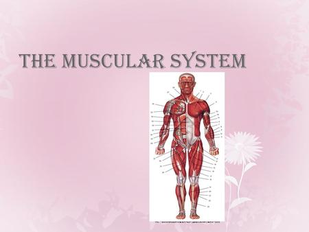 The Muscular System