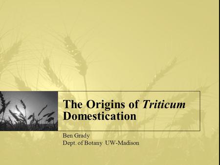 The Origins of Triticum Domestication Ben Grady Dept. of Botany UW-Madison.