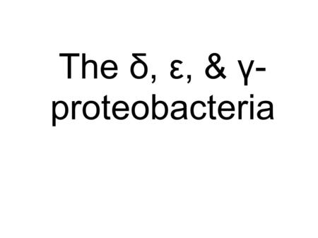 The δ, ε, & γ- proteobacteria.