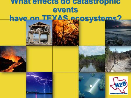 What effects do catastrophic events have on TEXAS ecosystems?