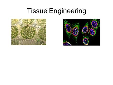 Tissue Engineering. Animal cells 10-30 μm diameter spherical, ellipsoidal no cell wall fragile plasma membrane shear sensitive generally negatively charged.