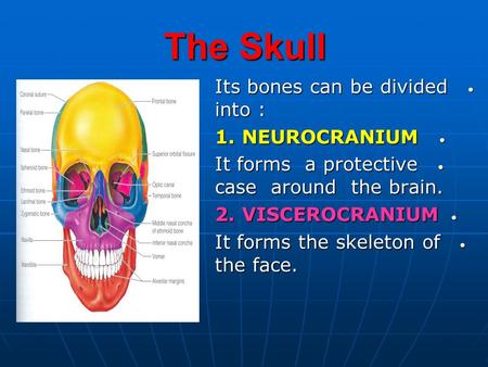 The Skull Its bones can be divided into : 1. NEUROCRANIUM