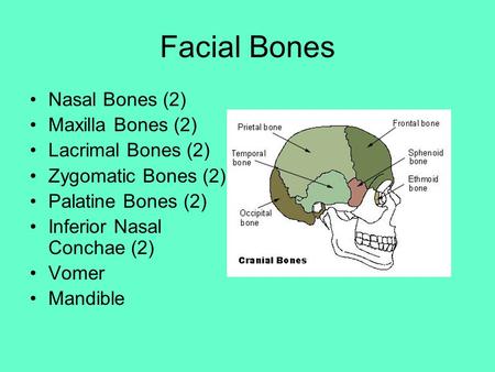 Facial Bones Nasal Bones (2) Maxilla Bones (2) Lacrimal Bones (2) Zygomatic Bones (2) Palatine Bones (2) Inferior Nasal Conchae (2) Vomer Mandible.