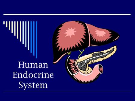 Human Endocrine System