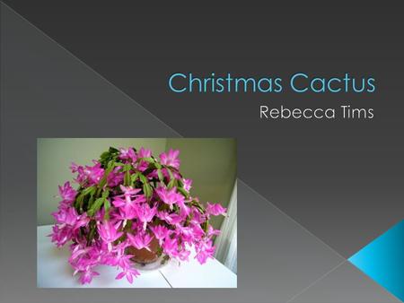  The Christmas Cactus received its name because it would bloom during the Christmas season.  The common Christmas Cactus houseplant is a hybrid of Schlumbergera.