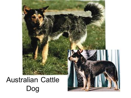 Australian Cattle Dog. Australian Shepherd Belgian Sheepdog.