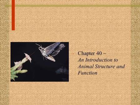 Chapter 40 ~ An Introduction to Animal Structure and Function.