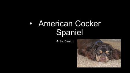 American Cocker Spaniel  By: Dimitri. How Do They Look ?  Four legs  Hairy  Long curly ears  Black and white or brown in color.