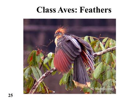 25 Class Aves: Feathers. 26 27 BIRDS AND DINOSAURS