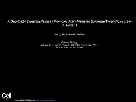 A Gαq-Ca2+ Signaling Pathway Promotes Actin-Mediated Epidermal Wound Closure in C. elegans Suhong Xu, Andrew D. Chisholm Current Biology Volume 21, Issue.