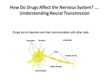 How Do Drugs Affect the Nervous System. …