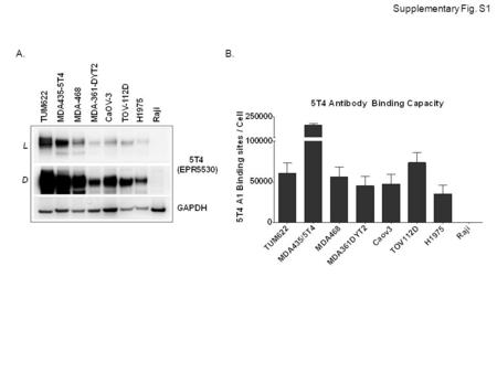 Supplementary Fig. S1 A.B.. A. Supplementary Fig. S2 B. C.