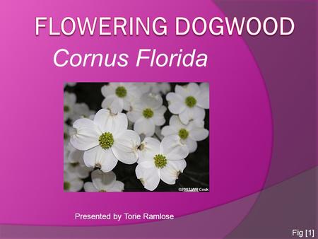 Cornus Florida Presented by Torie Ramlose Fig [1].