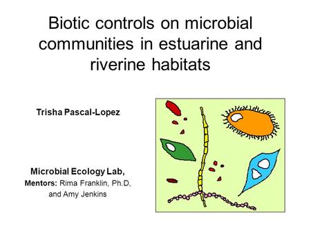 Biotic controls on microbial communities in estuarine and riverine habitats Trisha Pascal-Lopez Microbial Ecology Lab, Mentors: Rima Franklin, Ph.D, and.