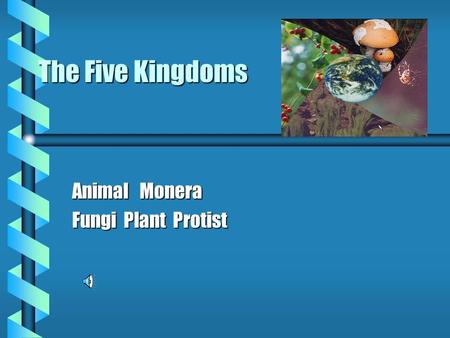 Animal Monera Fungi Plant Protist