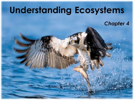 Understanding Ecosystems