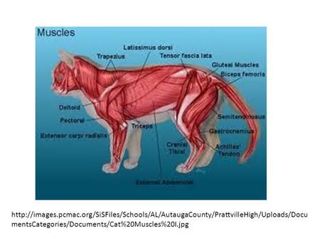 Http://images.pcmac.org/SiSFiles/Schools/AL/AutaugaCounty/PrattvilleHigh/Uploads/DocumentsCategories/Documents/Cat%20Muscles%20I.jpg.