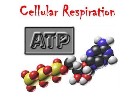 Cellular Respiration.