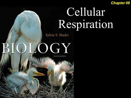 Cellular Respiration Chapter 08. Cellular Respiration 2OutlineGlycolysis Transition Reaction Citric Acid Cycle Electron Transport System Fermentation.