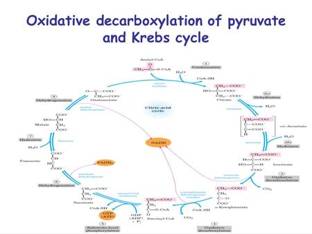 Oxidative decarboxylation of pyruvate and Krebs cycle