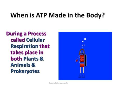 When is ATP Made in the Body?