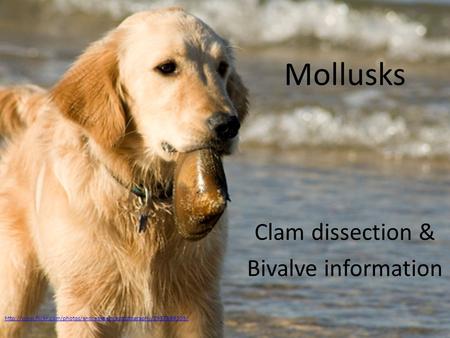 Mollusks Clam dissection & Bivalve information