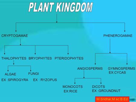 M.Sridhar,M.sc:B.Ed CRYPTOGAMAEPHENEROGAMAE THALOPHYTESBRYOPHYTESPTERIDOPHYTES ALGAE ANGIOSPERMSGYMNOSPERMS MONOCOTSDICOTS EX :GROUNDNUT EX :SPIROGYRA.