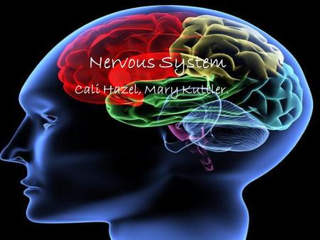 Nervous System Cali Hazel, Mary Kuttler.. Evolution of the Nervous System 1)Protists do not have a nervous system due to the simplicity of their structure.