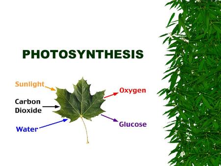 PHOTOSYNTHESIS.