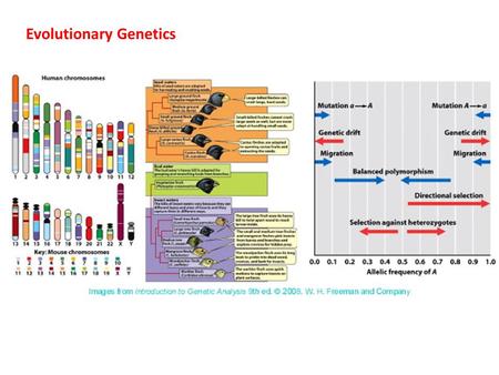 Evolutionary Genetics. I.Speciation A. Definition: Mayr’s ‘biological species concept’ – “a group of actually or potentially interbreeding organisms that.