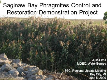 Saginaw Bay Phragmites Control and Restoration Demonstration Project Julie Sims MDEQ, Water Bureau SBCI Regional Update Meeting Bay City, MI June 5, 2009.